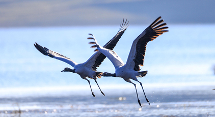 雲(yún)南昭通：黑頸鶴濕地越冬