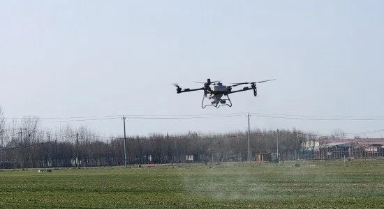 河北：科技護(hù)航小麥返青