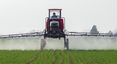 河北雞澤：小麥管護(hù)忙